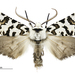 North Island Lichen Moth - Photo (c) Landcare Research New Zealand Ltd., some rights reserved (CC BY)