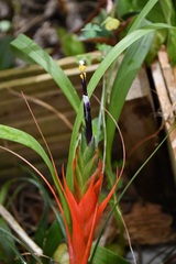 Tillandsia punctulata