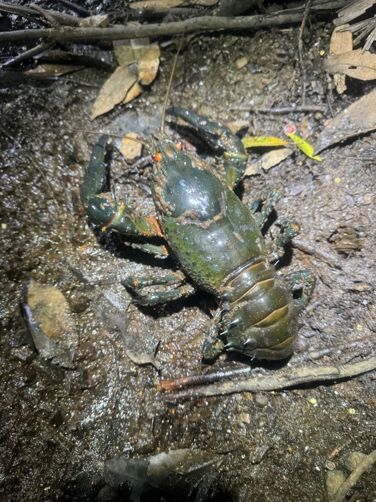 Euastacus valentulus