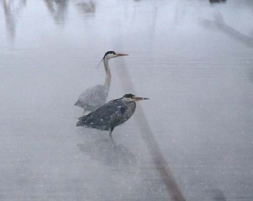 iNaturalist: (c) Лида Онищенко, some rights reserved (CC BY-NC), uploaded by Лида Онищенко iNaturalist image