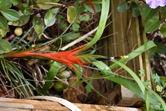 Tillandsia punctulata