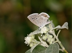Echinargus isola
