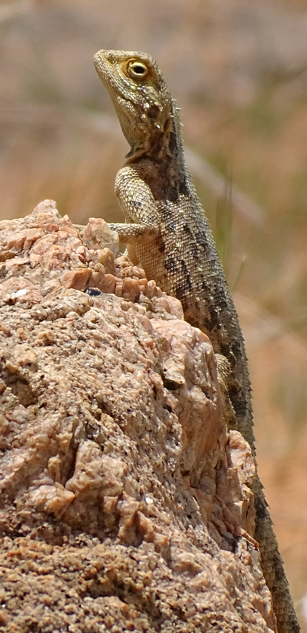 Agama aculeata Merrem, 1820