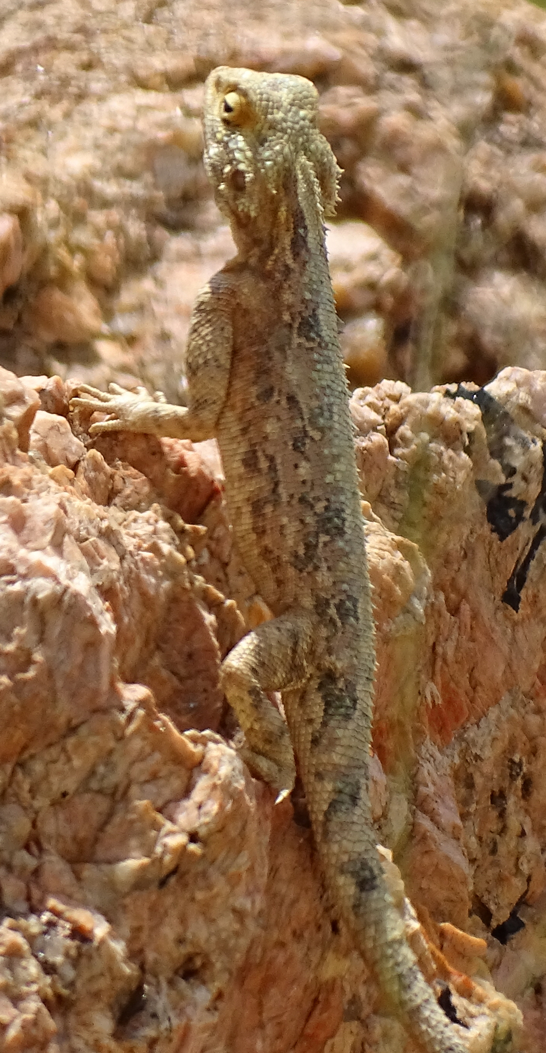 Agama aculeata Merrem, 1820