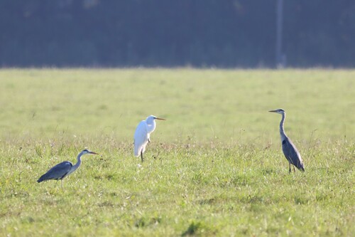 iNaturalist: (c) Пакалнис Дэниел, some rights reserved (CC BY-NC), uploaded by Пакалнис Дэниел iNaturalist image