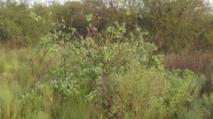 Lycium boerhaviifolium