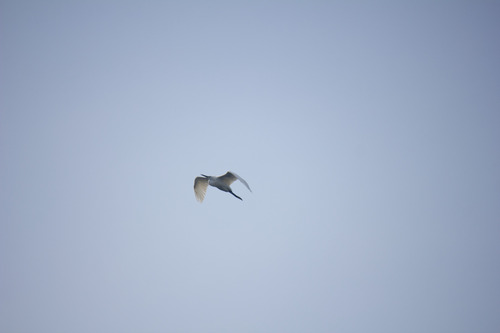 iNaturalist: (c) peha22, some rights reserved (CC BY-NC) iNaturalist image