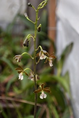 Prosthechea varicosa