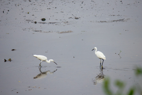 iNaturalist: (c) peha22, some rights reserved (CC BY-NC) iNaturalist image