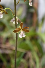 Prosthechea varicosa