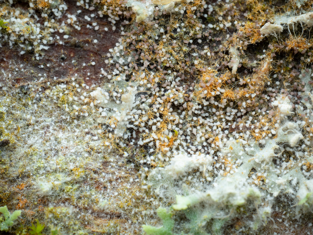 Athelia arachnoidea · January 2026 · photo: © alexis_orion (iNaturalist, cc-by)