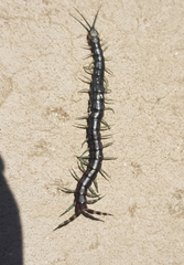 Scolopendra laeta