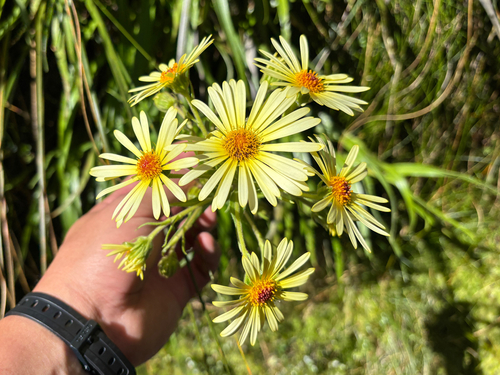 Yellow snow marguerite (Dolichoglottis lyallii)