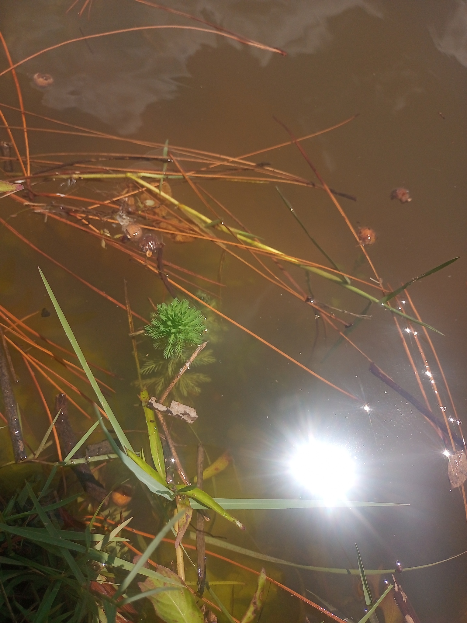 Myriophyllum aquaticum