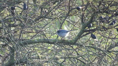 Polioptila dumicola