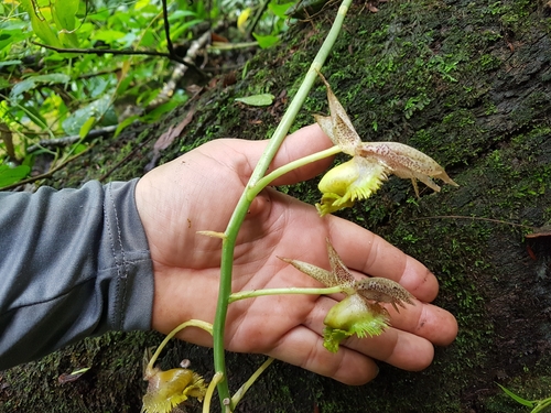 Catasetum fimbriatum