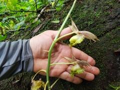 Catasetum fimbriatum