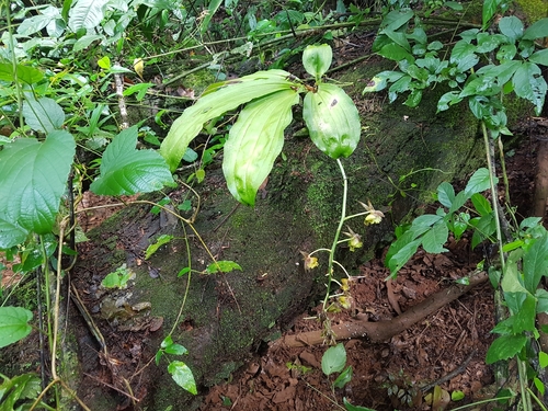 Catasetum fimbriatum, photograph 1