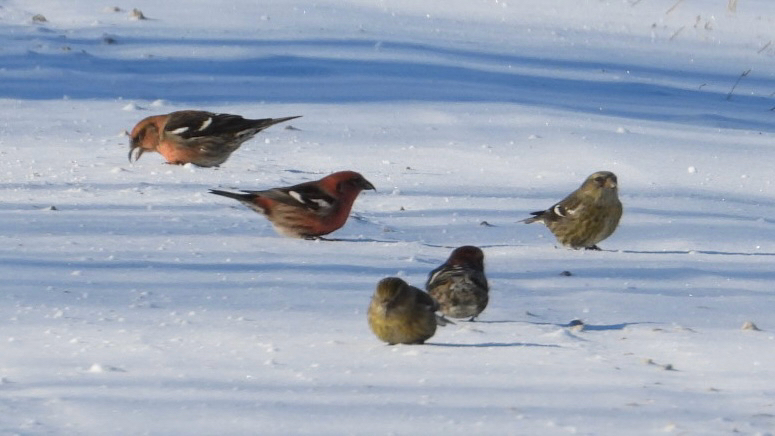 Two-barred Crossbill (Loxia leucoptera), photo 4