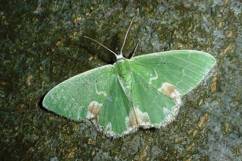 Blotched Emerald