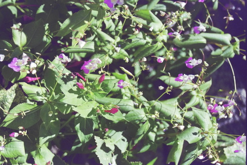Balfour's Touch-Me-Not (Impatiens balfourii)