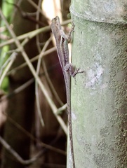 Anolis luciae