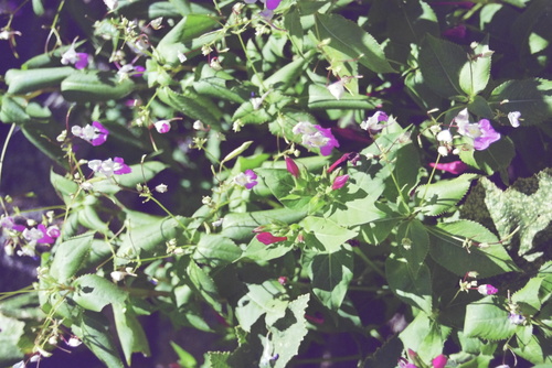 Impatiens balfourii