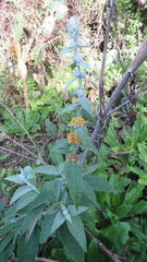 Buddleja stachyoides