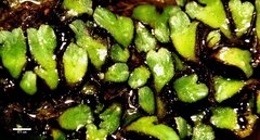 Ricciaceae