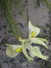 Moraea neglecta
