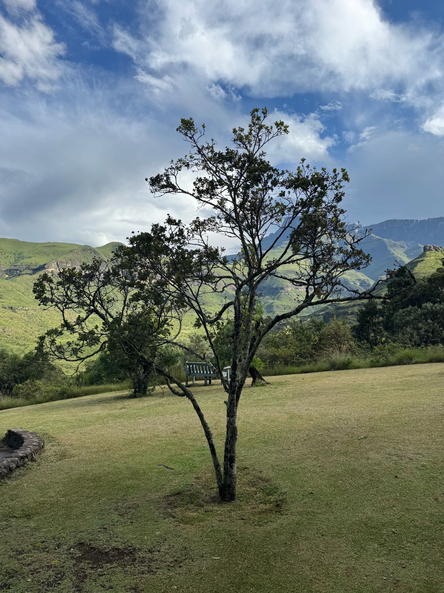 Imagem de Dais cotinifolia