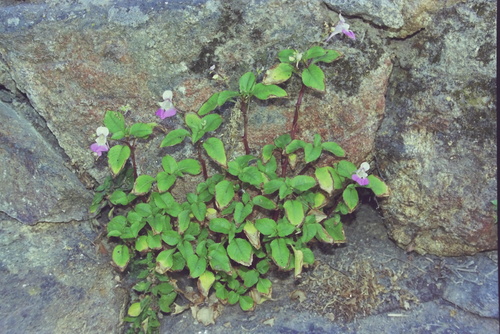 Impatiens balfourii