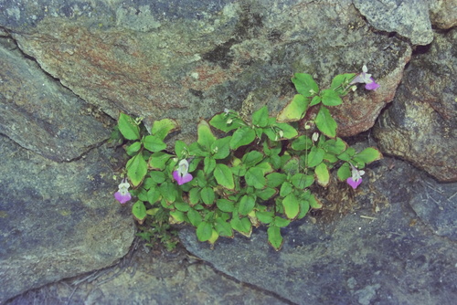 Impatiens balfourii