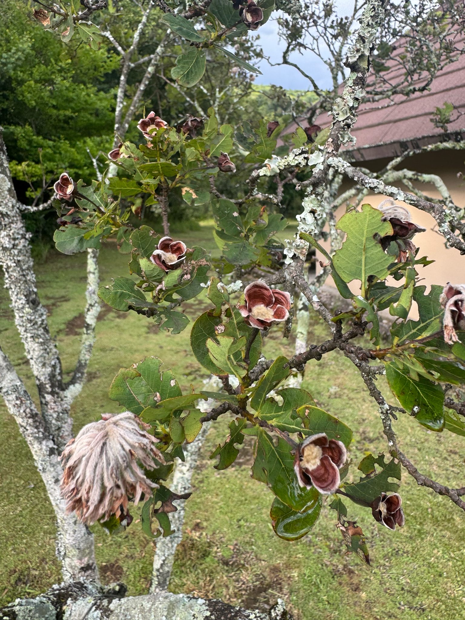 Imagem de Dais cotinifolia