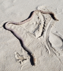 Bascanichthys bascanium