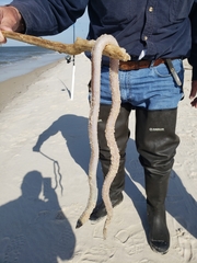 Bascanichthys bascanium