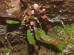 Notogrammitis patagonica