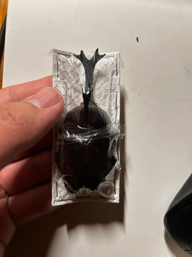 Japanese Rhinoceros Beetle