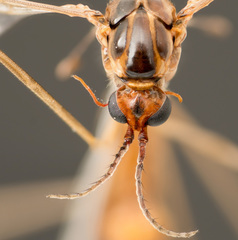 Tipulinae