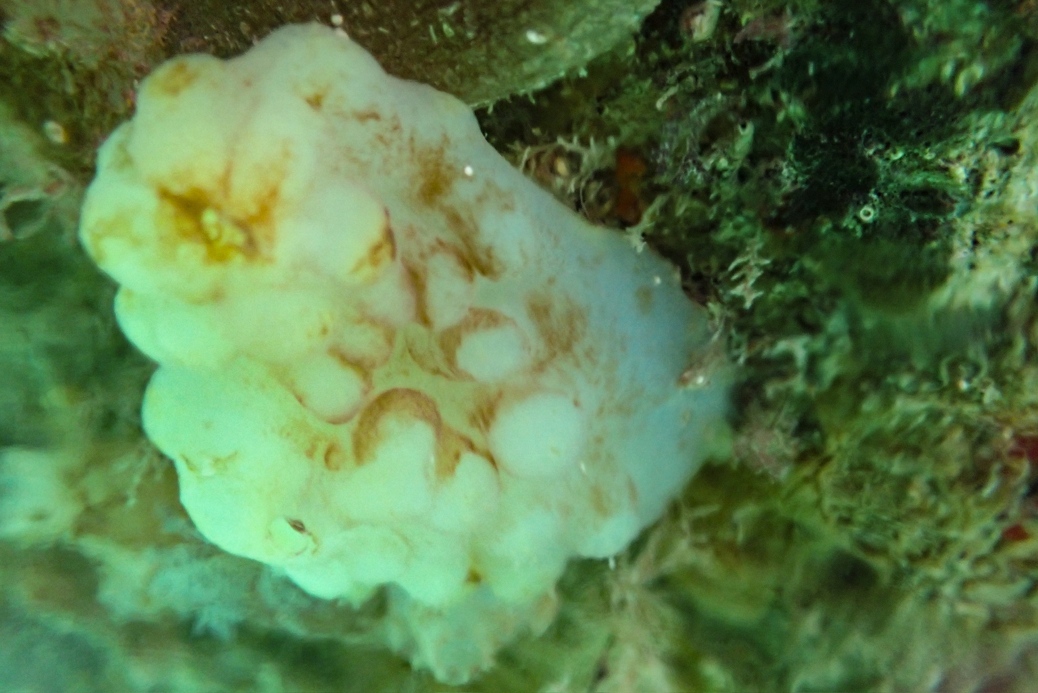Phallusia mammillata (Cuvier, 1815)