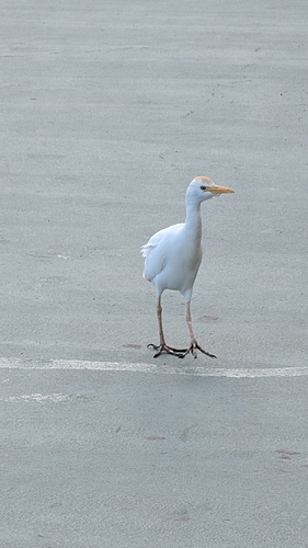 iNaturalist: (c) gary2426, some rights reserved (CC BY-NC) iNaturalist image