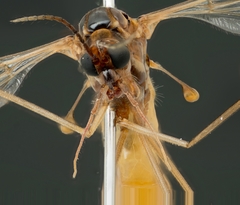 Tipulinae