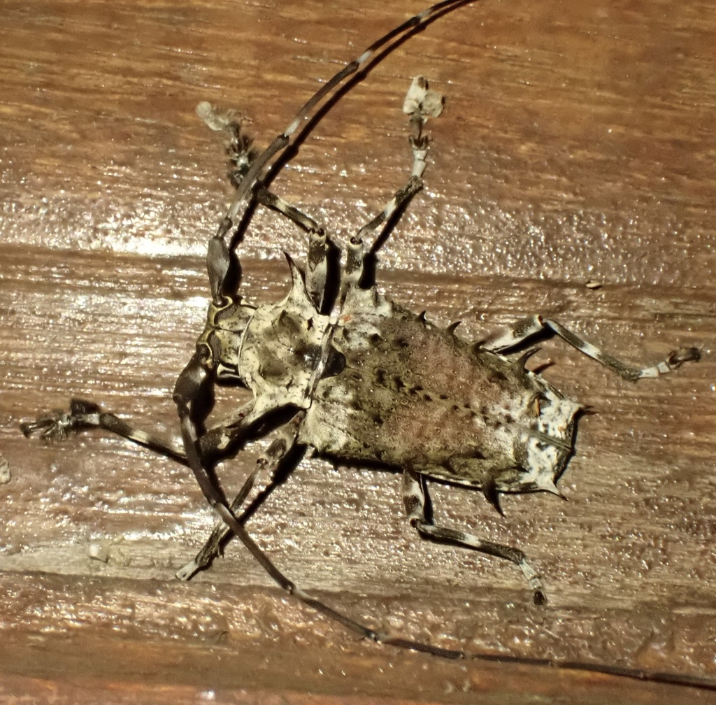 Polyrhaphis spinosa