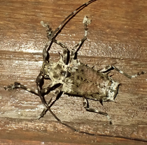 Polyrhaphis spinosa