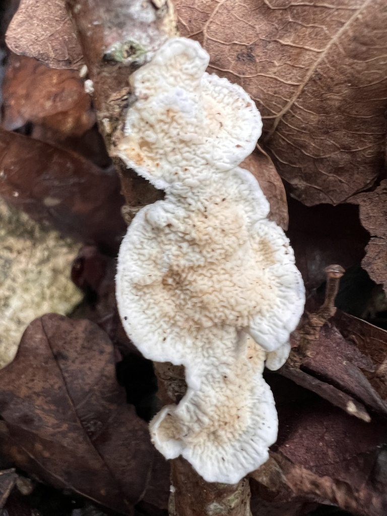 Byssomerulius corium · January 2026 · photo: © eshilland (iNaturalist, cc-by)