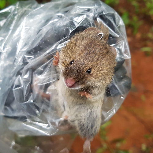 Large-lipped Crimson-nosed Rat (Bibimys labiosus) — Least Concern Mammalia