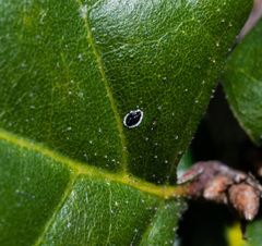 Tetraleurodes perileuca