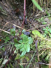 Scrophularia auriculata