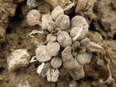Firestick plant (Eudema)