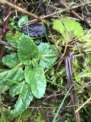 Scrophularia auriculata